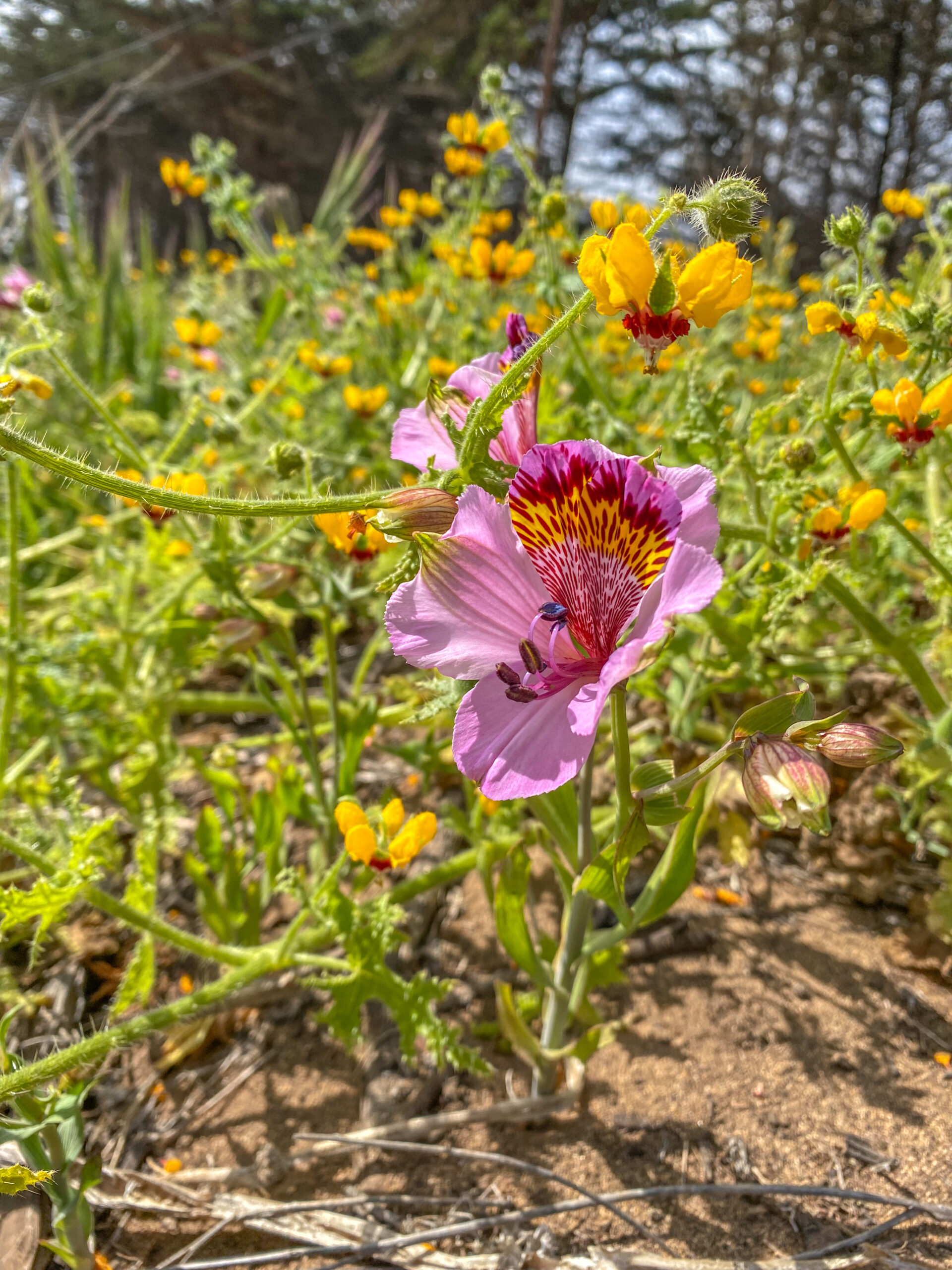Talleres de Comunidades Vegetales