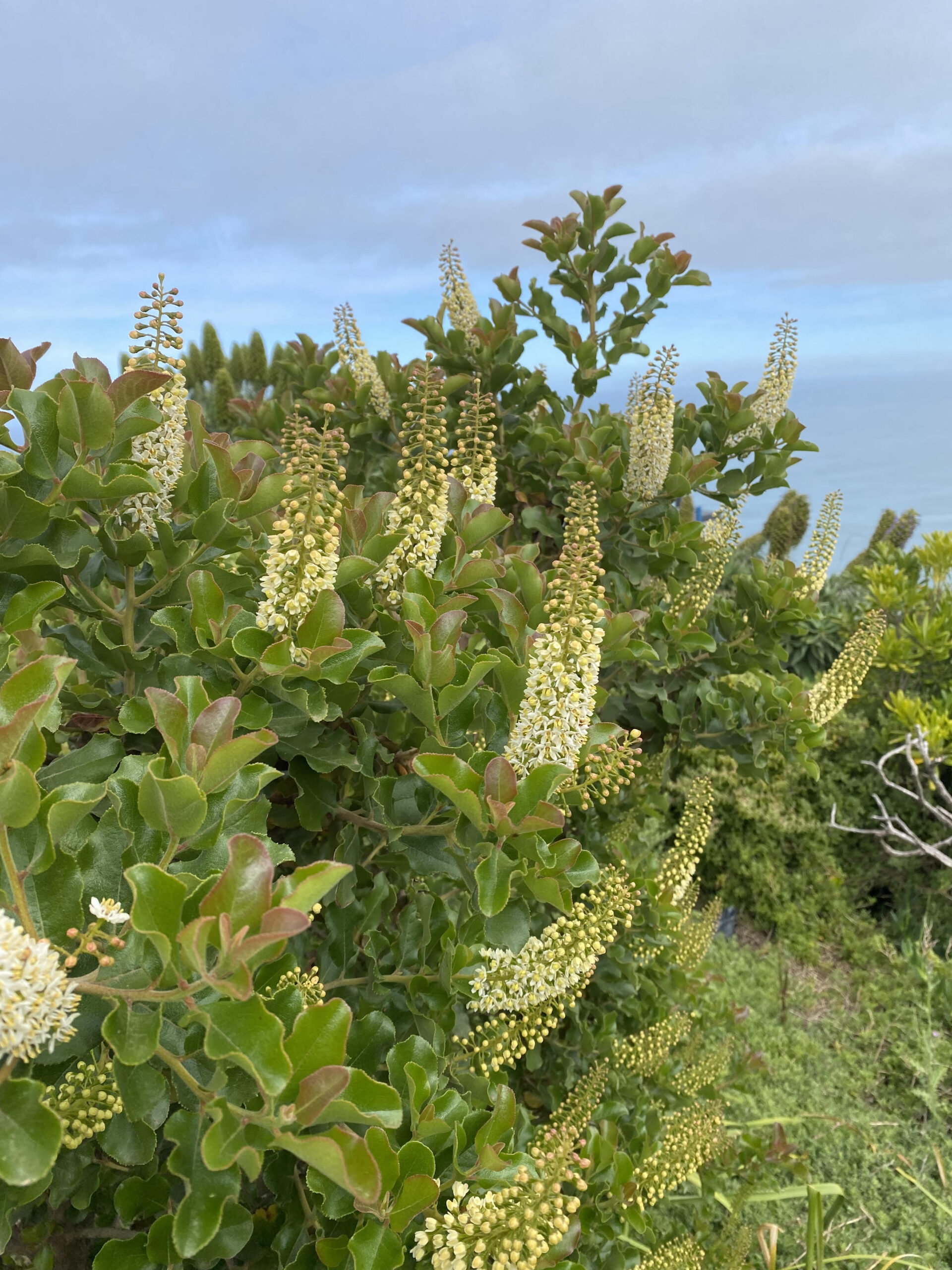 Talleres de Comunidades Vegetales